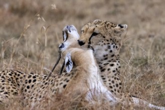 A cheetah kills a gazelle by biting its neck