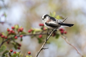 A long-tailed tit sitting on a branch, red berries in the background