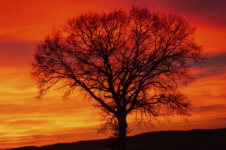 Sunset tree in front of a reddish-orange sky