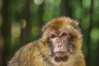 Closeup Portrait of Barbary Macaque (Macaca Sylvanus) Salem, Germany, Europe
