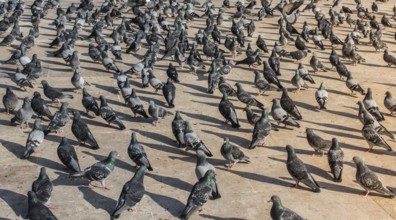 Lonely birds by live in an urban environment