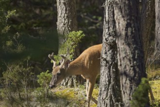 White-tailed deer (Odocoileus virginianus) in forest in summer, Jussarö, Raasepori, Finland, Europe