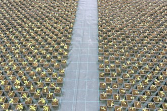 Baby plants growing inside of pots greenhouse nursery