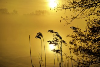 Reed grass and tree branches at the lake at yellow sunrise and fog, Bornhortser See, 26125