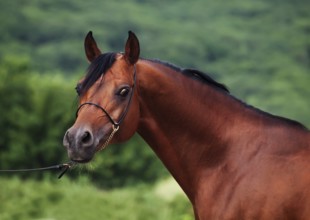 Portrait of bay arabian stallion at mountain background