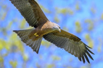 A majestic black kite (Milvus migrans) flying against a blurred, colourful background, Kellerwald