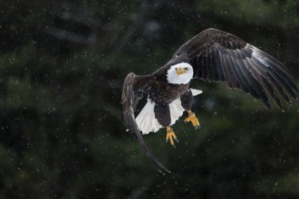 A North American bald eagle (Haliaeetus leucocephalus) at a bird of prey nature reserve