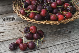 Ripe cherries on wooden background in a wicker basket