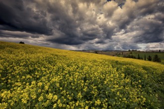 The beautiful colours of the spring in the landscapes of Crete Senesi in Tuscany