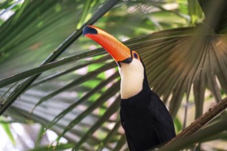 Toco Toucan (colorful tropical bird). Shooting Location: Singapore