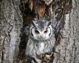 A Transforming Owl lives on small mammals and rodents