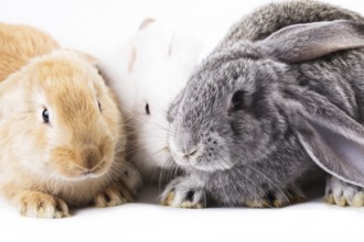 Three young rabbits on white, close up
