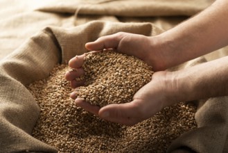 Caucasian male showing wheat grains in his hands over burlap sack, food photography, food