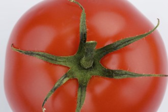 A tomato lies on a white background. Fresh vegetables in every season Austria