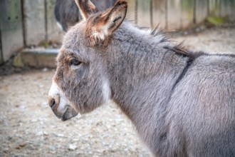 Donkey (Equus asinus) in profile showing its calm nature outdoors, Eisenberg, Thuringia, Germany,