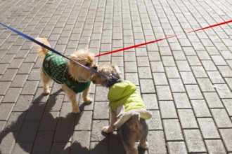 Dog Yorkshire Terrier couple smelling eachother on street floor