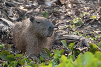 Capybara or capybara (Hydrochoerus hydrochaeris), Pantanal, inland, wetland, UNESCO Biosphere