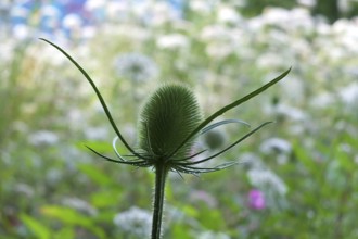 Close up a green teasel before the flowers bloom in a summer meadow