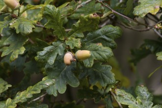 Mature acorns and leaves on an oak tree during Autumn