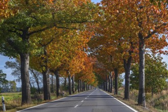 Avenue