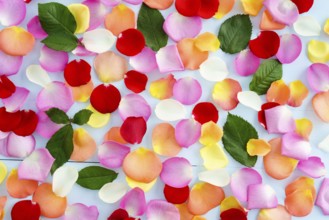 Colorful rose petals and leaves on light blue background