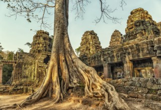 Roots of giant tree covering the ruin of Ta Prohm temple in Angkor Wat, Siem Reap, Cambodia, Asia