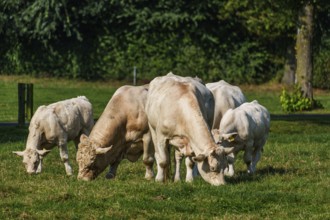 A group of white cows grazing peacefully on a sunlit green pasture, Weseke, Münsterland, Germany,