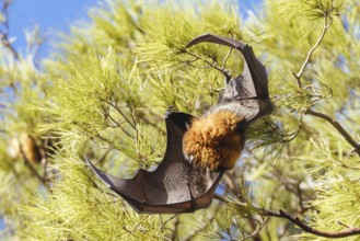 Flying Fox colony in trees in the city of Adelaide in South Australia, Australia, Oceania