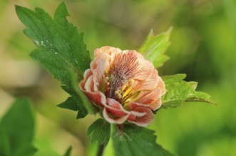 Blossom of water avens. Blossom of Water avens