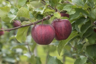 Apple (Malus domestica CAMEO), Cambridge Botanical Garden, Germany, Europe