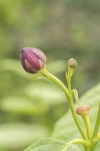 Spice bush (Calycanthus 'Aphrodite'), Cambridge Botanical Garden, Germany, Europe