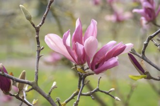 Magnolia (Magnolia 'Ricki'), Bavarian State Institute for Viticulture and Horticulture,