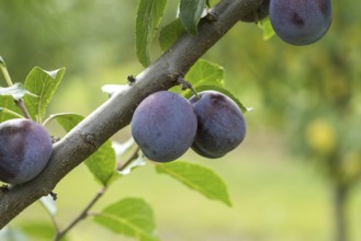 Plum (Prunus domestica 'Anna Späth'), Bundessortenamt Prüfstelle Wurz, Germany, Europe