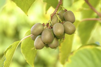 KiwiBerry (Actinidia 'Victoria'), Bavarian State Institute for Viticulture and Horticulture,