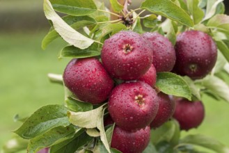 Apple (Malus domestica 'Gaia'), Bundessorteamt, testing centre Wurz, Germany, Europe