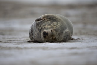Sleeping female grey seal on the beach of the Helgoland dune