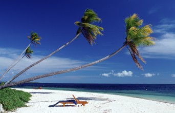 Coconut palms on a sandy beach, Indonesia, Wakatobi Dive Resort, Sulawesi, Indian Ocean, Banda Sea,