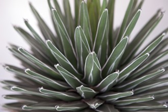 Agave victoriae reginae plant