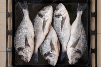 Fish for cooking, fresh dentex, dentex dentex, food, Chioggia, Veneto, Italy, Europe