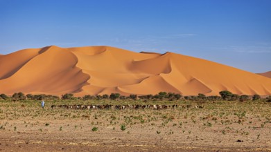 Majestic sand dunes against a clear sky with sparse vegetation, goatherds in the Sahara in Algeria