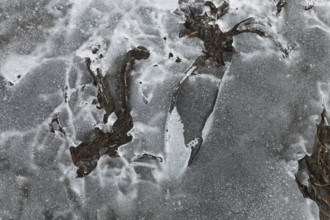 Nature, melting ice pattern, Province of Quebec, Canada, North America