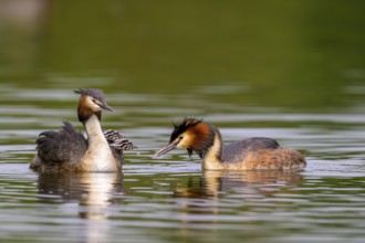 Two great crested grebe (Podiceps cristatus) and two chicks swimming in the water. Clear water and