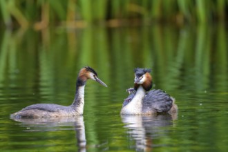Two great crested grebes (Podiceps scalloped ribbonfish) and two chicks on a calm body of water.