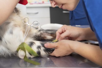Veterinary place an intravenous line in a dog. Close up