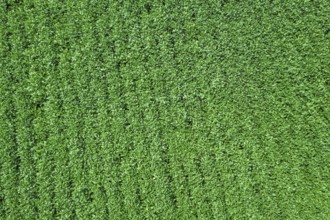Green ripening soybean field. Rows of green soybeans Aerial