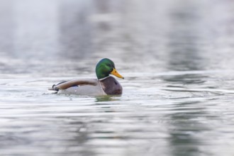 Wild duck, mallard male swimming (Anas platyrhynchos)