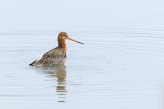 Black Tailed Godwit (Limosa limosa) Wader Bird Foraging