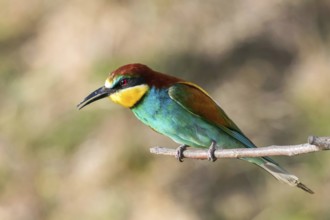 European Bee Eater (Merops Apiaster)
