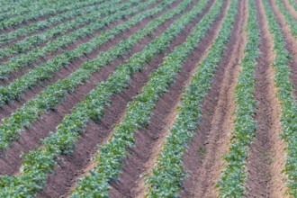 Potato Crops In a Row, Green Field, Potato Field