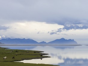 Grazing Icelandic horses, morning mood by the sea, near Reynivellir, South Iceland, Iceland, Europe